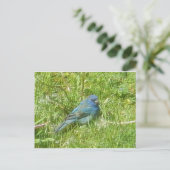Indigo Bunting Briefkaart (Staand voorkant)