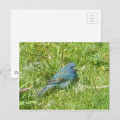 Indigo Bunting Briefkaart (Voorkant / Achterkant)