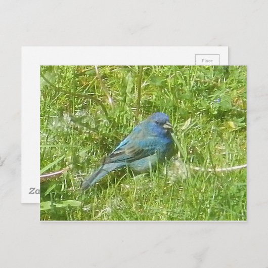 Indigo Bunting Briefkaart (Voorkant / Achterkant)