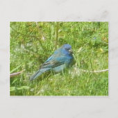 Indigo Bunting Briefkaart (Voorkant)