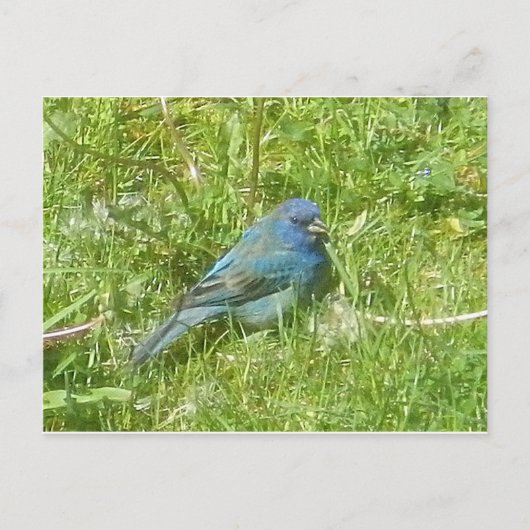 Indigo Bunting Briefkaart (Voorkant)
