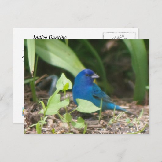 indigo bunting briefkaart (Voorkant / Achterkant)