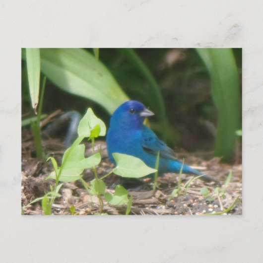indigo bunting briefkaart (Voorkant)