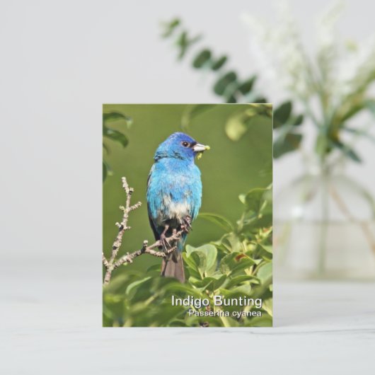 Indigo Bunting Briefkaart (Staand voorkant)