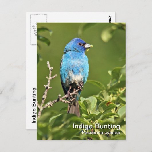 Indigo Bunting Briefkaart (Voorkant / Achterkant)
