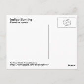 Indigo Bunting Briefkaart (Achterkant)