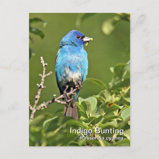 Indigo Bunting Briefkaart (Voorkant)