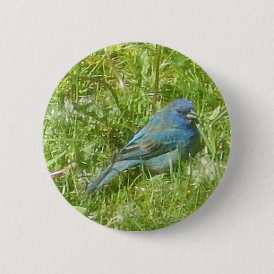 Indigo Bunting Button