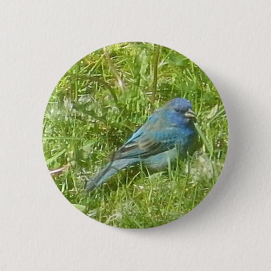 Indigo Bunting Button (Voorkant)