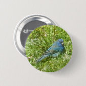 Indigo Bunting Button (Voorkant /achterkant)
