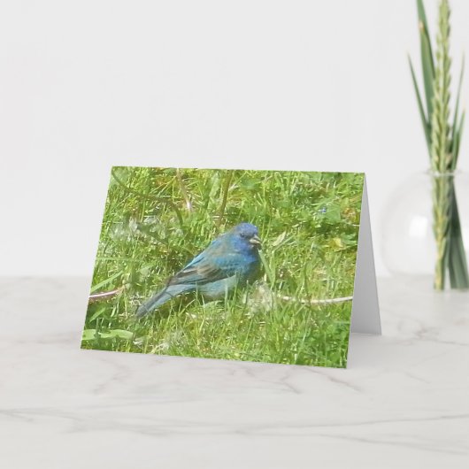 Indigo Bunting Card Kaart (Voorkant)
