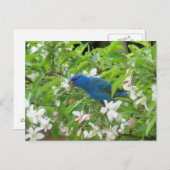 Indigo Bunting en Blossom - Bird Briefkaart (Voorkant / Achterkant)