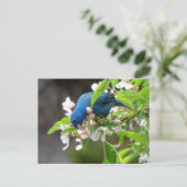 Indigo Bunting Feeding - Bird Briefkaart (Staand voorkant)