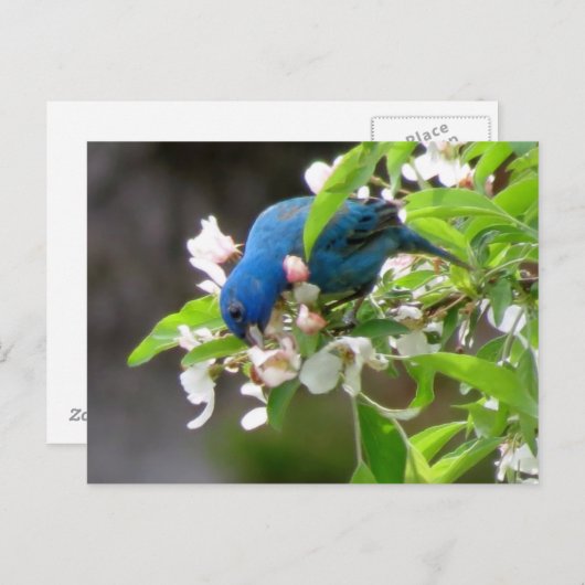 Indigo Bunting Feeding - Bird Briefkaart (Voorkant / Achterkant)
