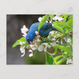 Indigo Bunting Feeding - Bird Briefkaart