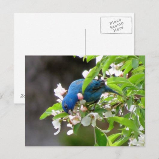 Indigo Bunting Feeding - Bird Briefkaart (Voorkant / Achterkant)