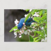 Indigo Bunting Feeding - Bird Briefkaart (Voorkant)