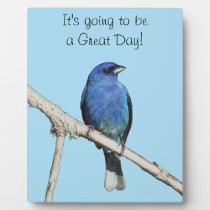 Indigo Bunting Fotoplaat