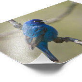 Indigo Bunting in Sunlight: Foto Foto Afdruk (Hoek)