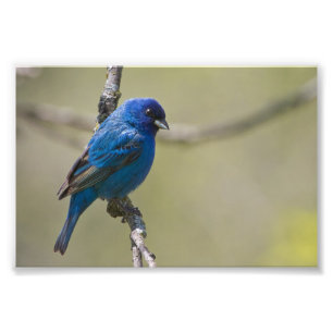 Indigo Bunting in Sunlight: Photo Foto Afdruk