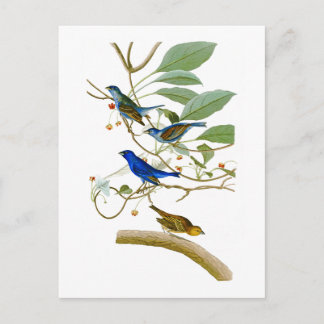 Indigo Bunting John James Audubon Birds of America Briefkaart