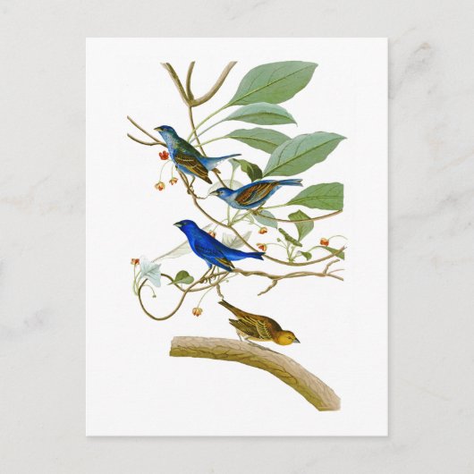 Indigo Bunting John James Audubon Birds of America Briefkaart (Voorkant)