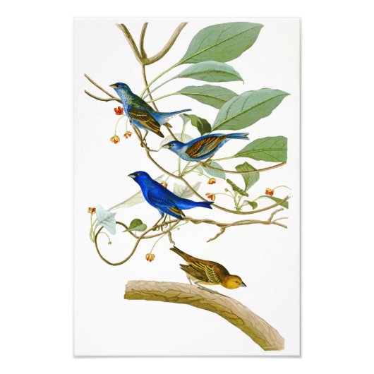 Indigo Bunting John James Audubon Birds of America Foto Afdruk (Voorkant)