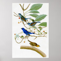 Indigo Bunting John James Audubon Birds of America