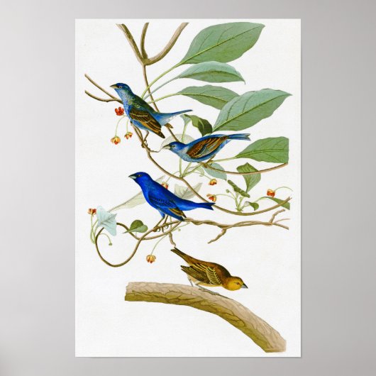 Indigo Bunting John James Audubon Birds of America Poster (Voorkant)