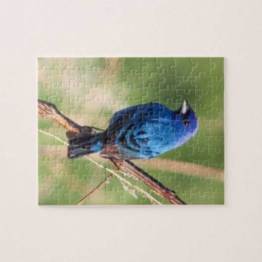 Indigo Bunting Legpuzzel (Horizontaal)