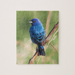 Indigo Bunting Legpuzzel