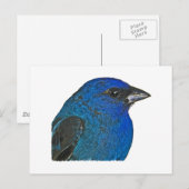 Indigo Bunting Logo Briefkaart (Voorkant / Achterkant)
