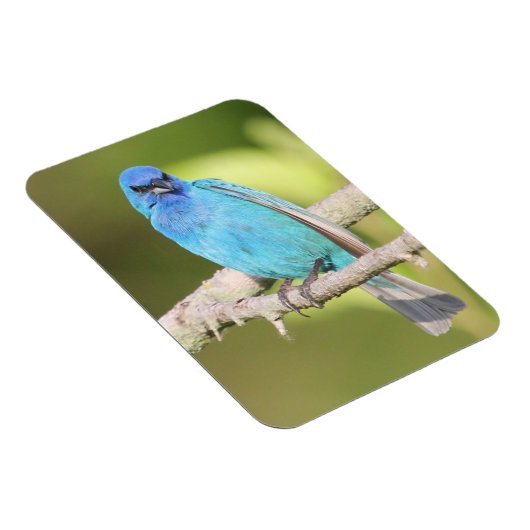 Indigo Bunting Magneet (Rechterzijde)