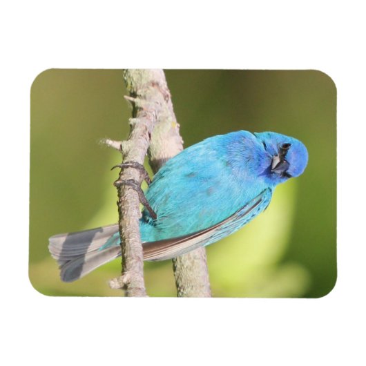 Indigo Bunting Magneet (Horizontaal)