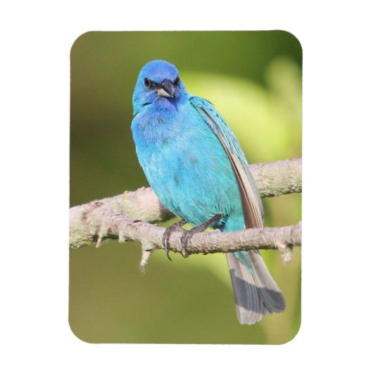 Indigo Bunting Magneet (Verticaal)