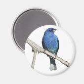 Indigo Bunting Magneet (Voorkant / Achterkant)
