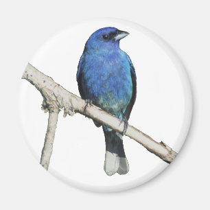 Indigo Bunting Magneet