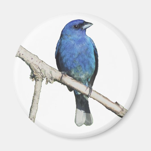 Indigo Bunting Magneet (Voorkant)