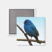 Indigo Bunting Magneet (Voorkant / Achterkant)