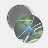 Indigo Bunting Magneet (Voorkant / Achterkant)