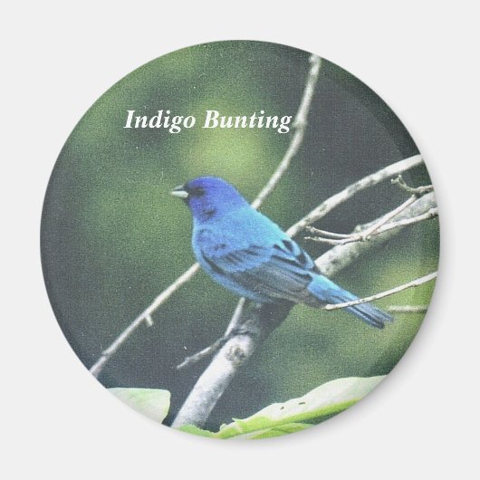 Indigo Bunting Magneet (Voorkant)
