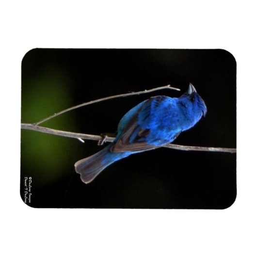 Indigo Bunting Magneet (Horizontaal)