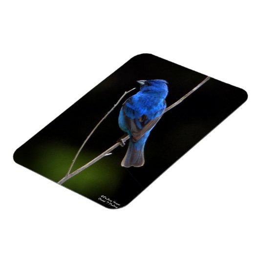 Indigo Bunting Magneet (Linkerzijde)