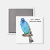 Indigo Bunting Magneet (Voorkant / Achterkant)
