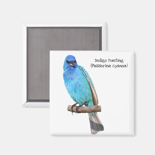 Indigo Bunting Magneet (Voorkant / Achterkant)