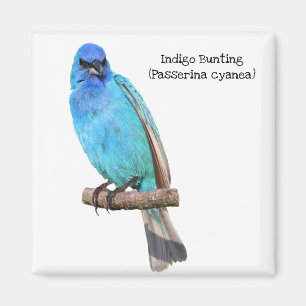 Indigo Bunting Magneet