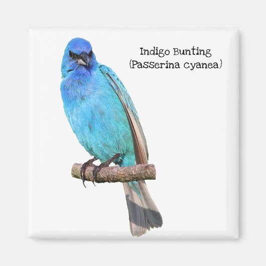 Indigo Bunting Magneet (Voorkant)