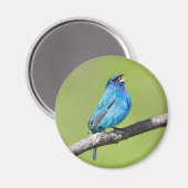 Indigo Bunting Magneet (Voorkant / Achterkant)