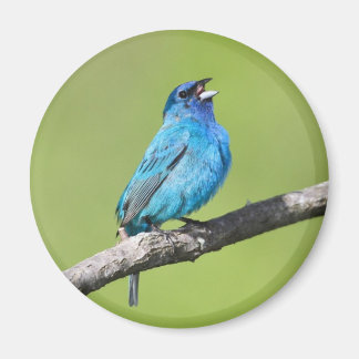 Indigo Bunting Magneet