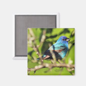 Indigo Bunting Magnet (Voorkant / Achterkant)